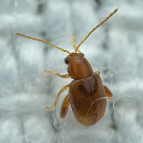 Glyptina