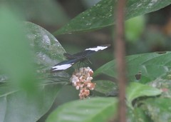 Heliconius sapho leuce
