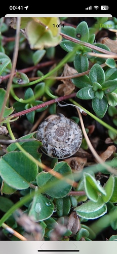 Xeroplexa intersecta observed 2026-10-21