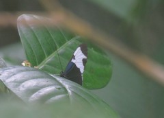 Heliconius sapho leuce