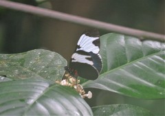 Heliconius sapho leuce
