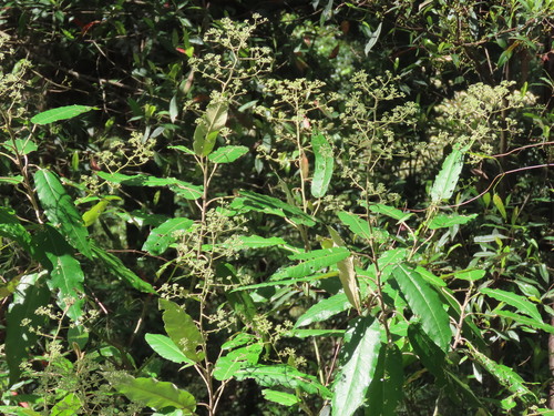 Astrotricha latifolia observed 2026-10-17