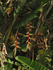 Heliconia griggsiana