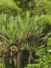 Heliconia griggsiana