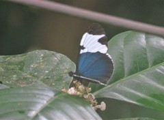 Heliconius sapho leuce