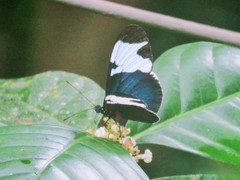 Heliconius sapho leuce
