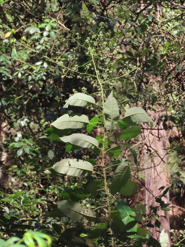 Astrotricha latifolia observed 2026-10-17