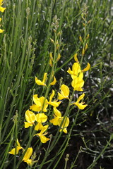 Spartium junceum
