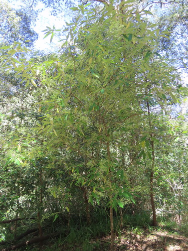 Astrotricha latifolia observed 2026-10-17