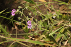 Geranium pusillum