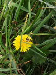 Apis mellifera
