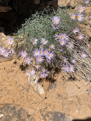 Erigeron utahensis
