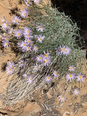 Erigeron utahensis
