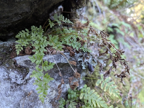 Cryptogramma stelleri, 2026-10-20