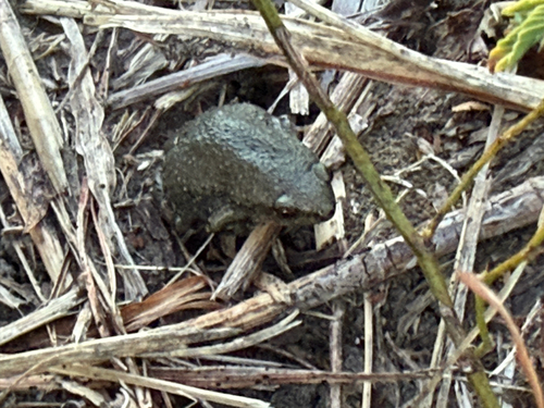 Western Narrow-mouthed Toad