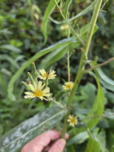 Lactuca indica observed 2026-10-22