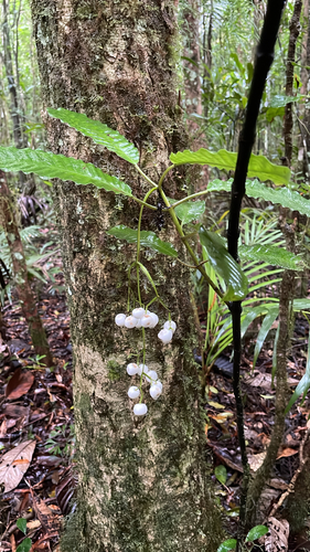 Psychotria baillonii observed 2026-10-22