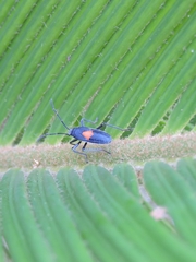 Stenomacra marginella