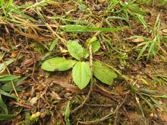 Plantago australis