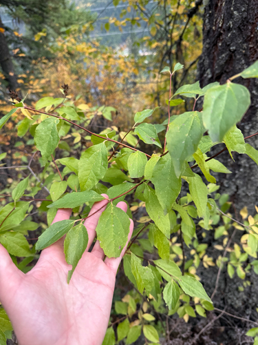 Philadelphus lewisii, 2026-10-11