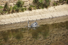 Ardea cinerea