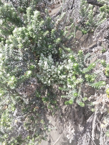 Ozothamnus leptophyllus observed 2026-10-22