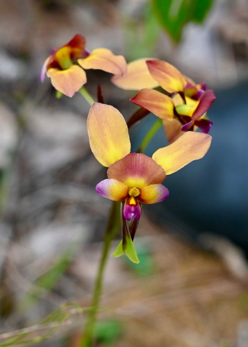 Diuris longifolia, 2026-10-20