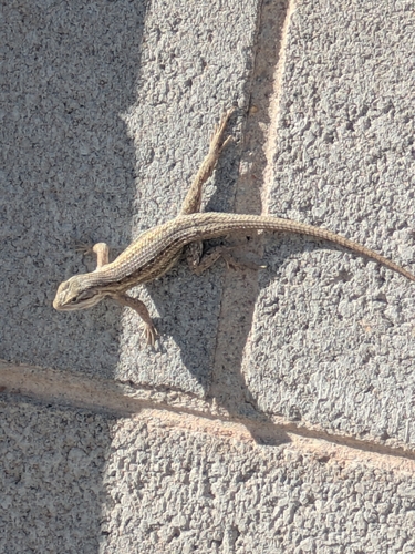 Southwestern Fence Lizard