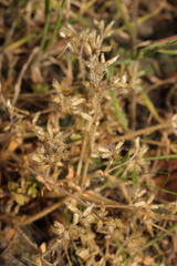 Cerastium glomeratum