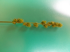 Carex sparganioides