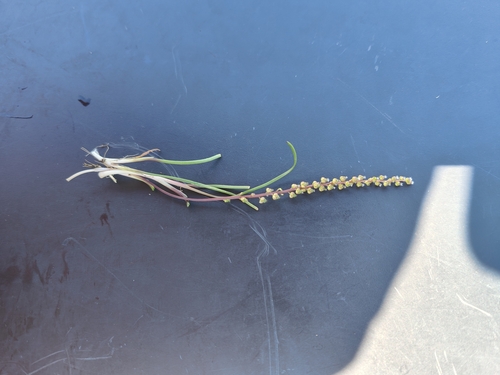 Triglochin striata observed 2026-10-22