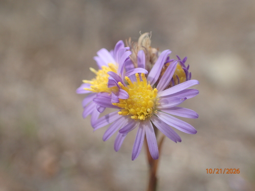 Symphyotrichum chilense observed 2026-10-21