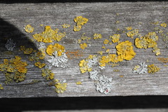 Xanthoria parietina