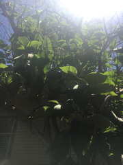 Solanum erianthum