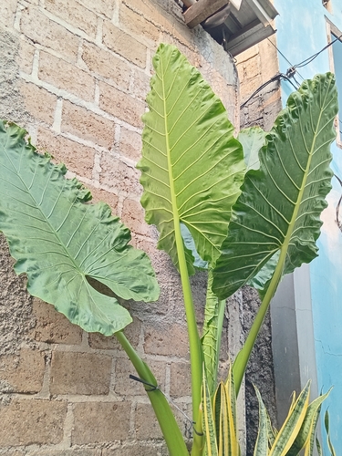 Alocasia macrorrhizos observed 2026-10-22