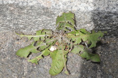 Taraxacum officinale