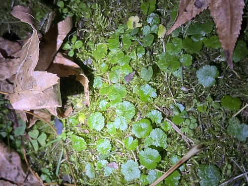 Hydrocotyle sibthorpioides observed 2026-10-21