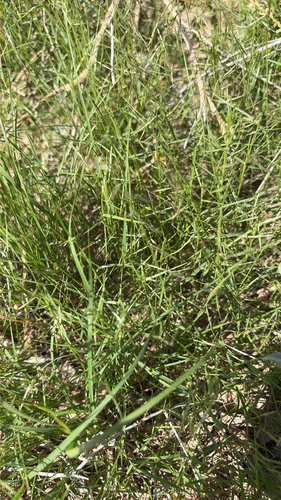 Bouteloua aristidoides, 2026-10-21
