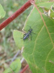 Oedemera atrata