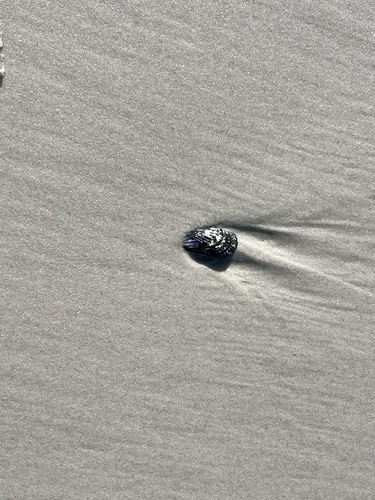 Aulacomya atra observed 2026-10-21