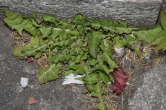 Taraxacum officinale