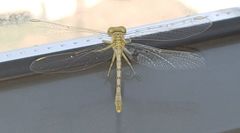 Anormogomphus kiritshenkoi