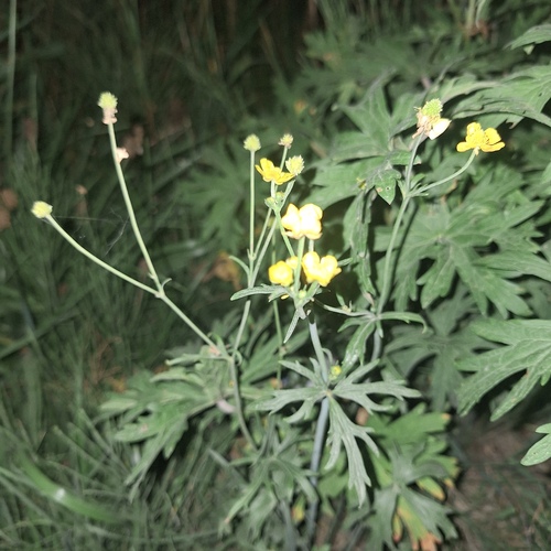 meadow buttercup photograph by the iNaturalist community