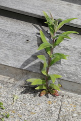Epilobium hirsutum