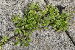 Stellaria media