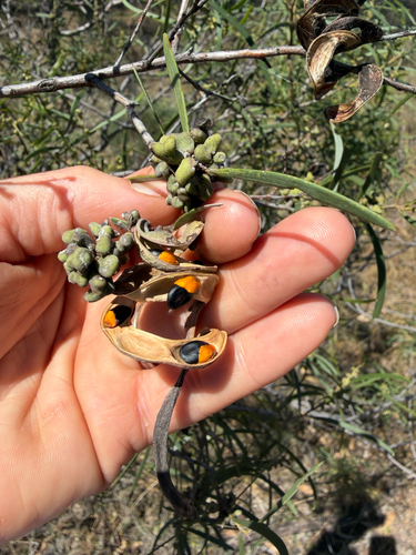 Acacia oswaldii observed 2026-10-14