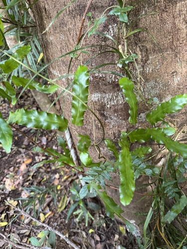 Lygodium reticulatum observed 2026-10-22