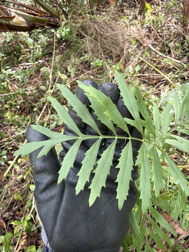 Lomatia silaifolia observed 2026-10-21