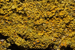 Xanthoria parietina