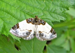 Mesoleuca albicillata